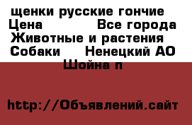 щенки русские гончие › Цена ­ 4 000 - Все города Животные и растения » Собаки   . Ненецкий АО,Шойна п.